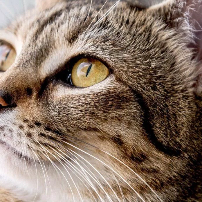 Độ sắc bén của mắt mèo là không phải bàn cãi (Ảnh: Internet)