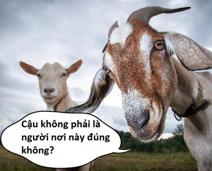 Chúng cũng có phân chia vùng miền như con người chúng ta vậy (Ảnh: Internet) Chúng cũng có phân chia vùng miền như con người chúng ta vậy (Ảnh: Internet)