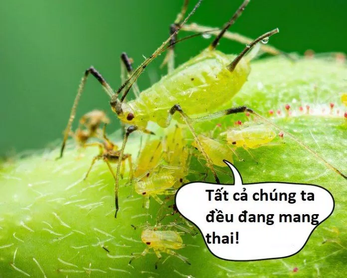 Rệp cái có thể sinh con mà không cần đến con đực (Ảnh: Internet) Rệp cái có thể sinh con mà không cần đến con đực (Ảnh: Internet)