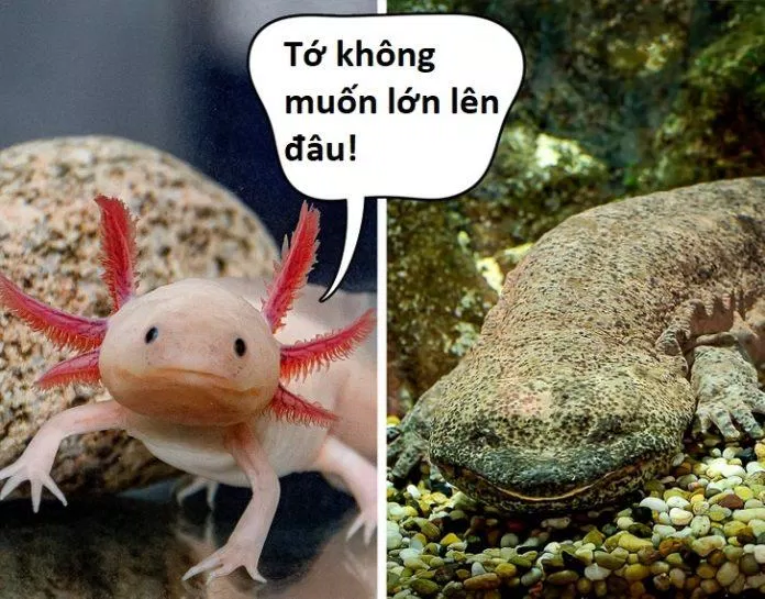 Loài kỳ nhông này thực sự là hiện thân của "thanh xuân vĩnh cửu" đấy (Ảnh: Internet) Loài kỳ nhông này thực sự là hiện thân của "thanh xuân vĩnh cửu" đấy (Ảnh: Internet)
