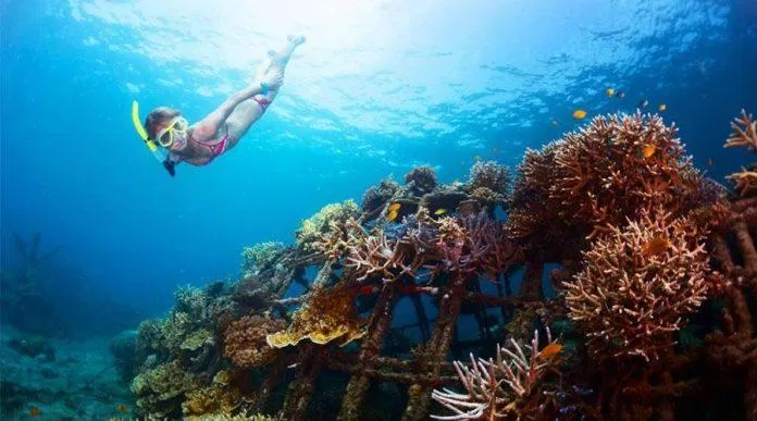 Lặn biển sâu trong Công viên biển Pulau Payar (Nguồn: Internet) Lặn biển sâu trong Công viên biển Pulau Payar (Nguồn: Internet)