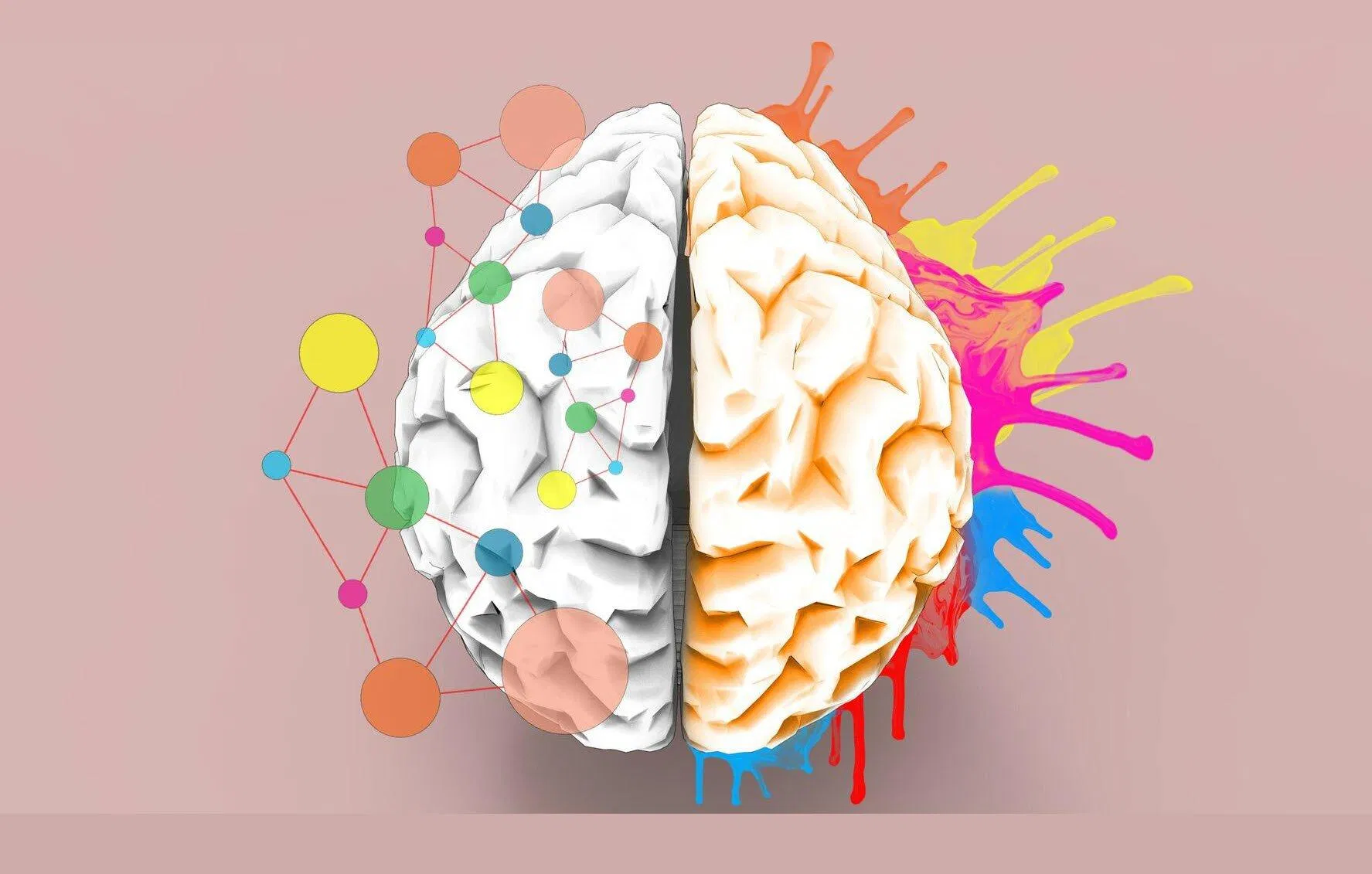 Tại sao cần phân biệt hai bán cầu não bộ? (Ảnh: Internet) Tại sao cần phân biệt hai bán cầu não bộ? (Ảnh: Internet)