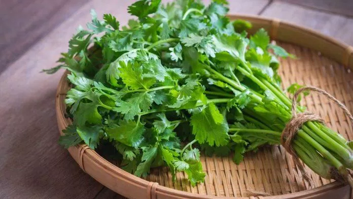 Đây là một loại thảo dược rất tốt cho sức khỏe (Ảnh: Internet).