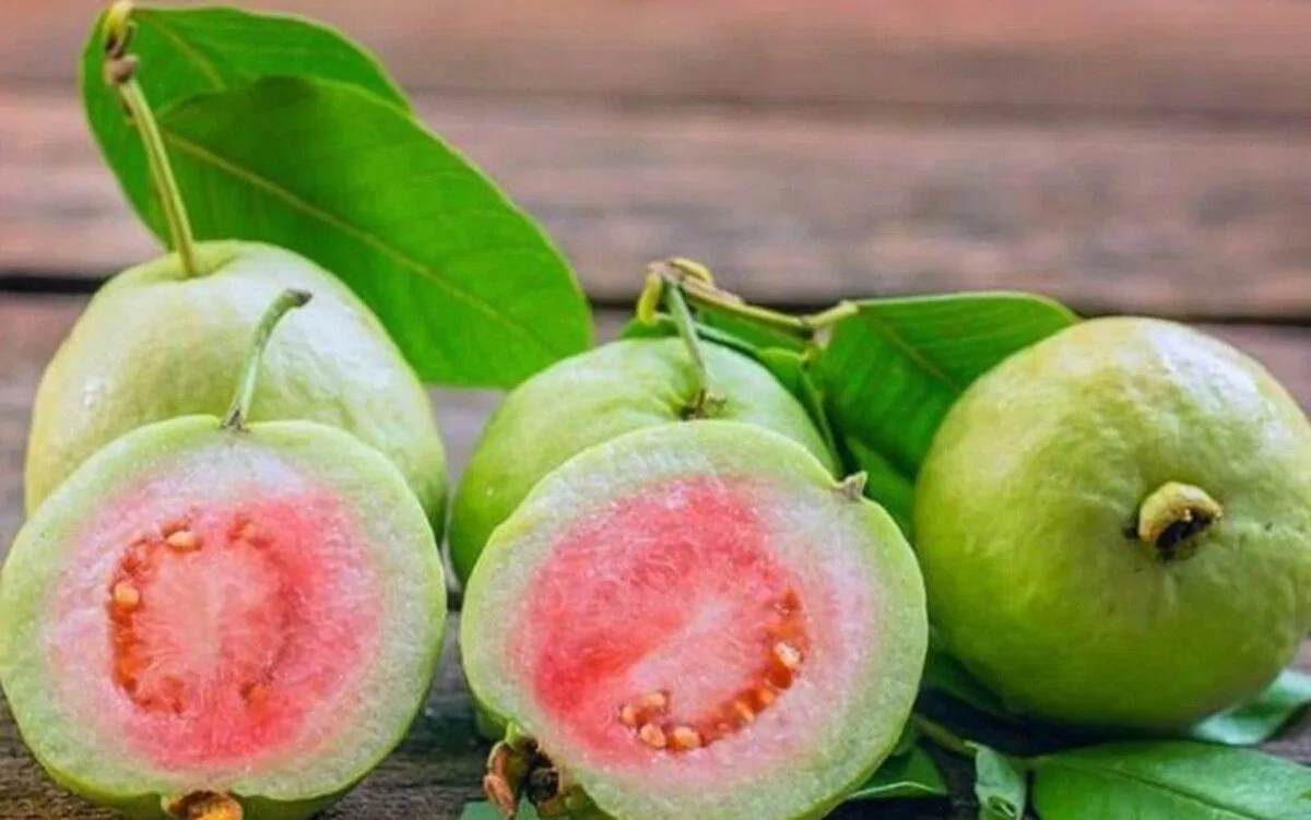 Quả ổi là loại quả bình dân nhưng có nhiều công dụng tuyệt vời (Nguồn: Internet) Quả ổi là loại quả bình dân nhưng có nhiều công dụng tuyệt vời (Nguồn: Internet)