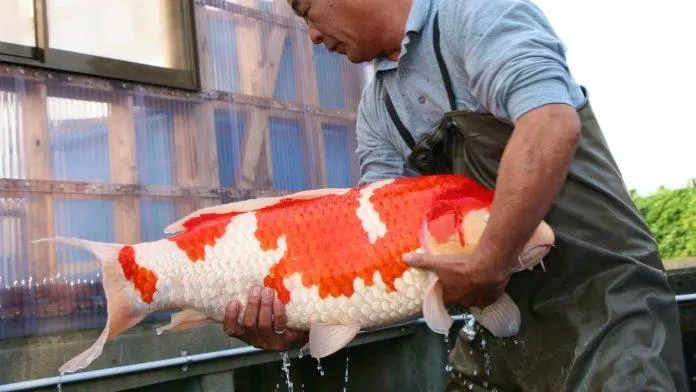 Người Nhật là bậc thầy về nuôi dưỡng và lai tạo cá koi (Ảnh: Internet).