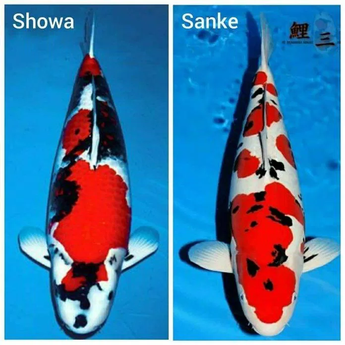 Dòng cá showa và sanke có 3 màu: đỏ, đen, trắng (Ảnh: Internet).