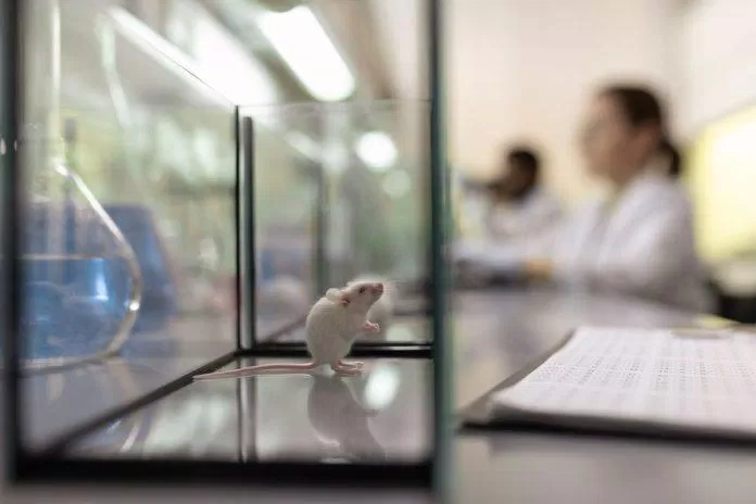 Thuốc tránh thai cho nam giới được thử nghiệm trên chuột (Nguồn: Internet)