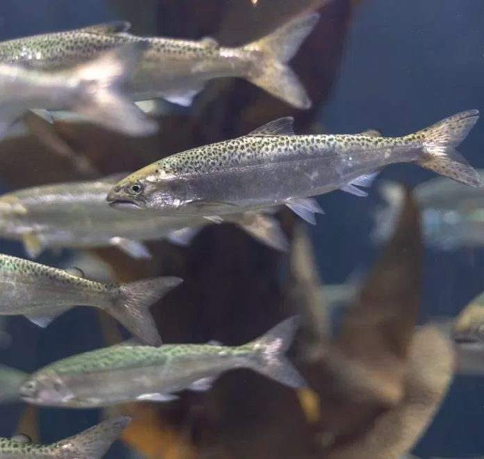 Lượng omega-6 quá cao trong cá hồi nuôi gây ảnh hưởng xấu tới sức khỏe con người (Ảnh: Internet)