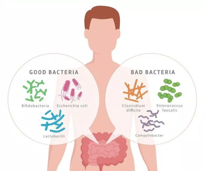 Trong đường ruột của chúng ta có cả vi khuẩn tốt và xấu (Ảnh: Internet).