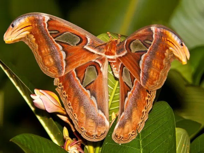 Loài bướm kỳ lạ khiến nhiều người sợ hãi (Nguồn: Internet)