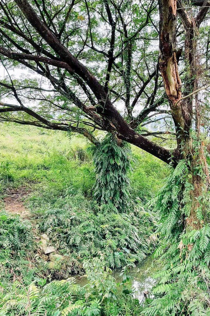 Cảnh đẹp tại hồ Ô Tứk Sa (ảnh: Trường Vũ Trần)
