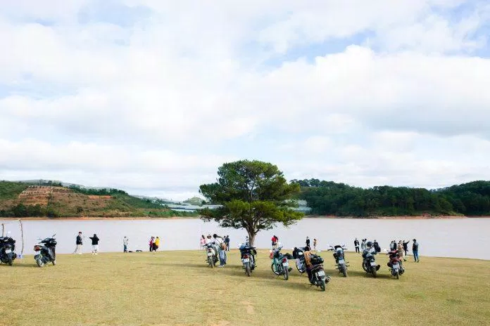 Cây thông cô đơn (Nguồn: Trường Vũ Trần)