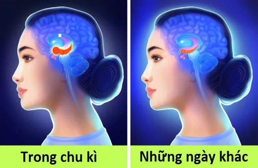 Hồi hải mã là một cấu trúc quan trọng của não bộ và có chức năng liên quan đến trí nhớ (Ảnh: Internet)