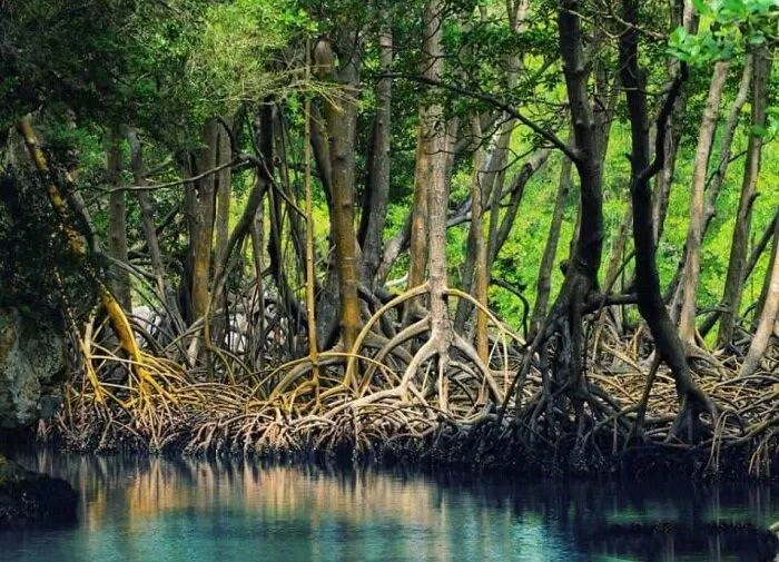 Khu du lịch sinh thái rừng ngập mặn xã Đại Hợp (Ảnh: Internet)