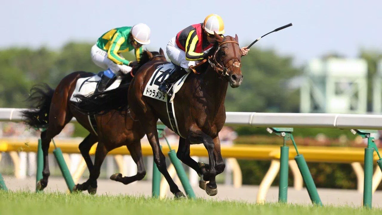 Câu đố đua ngựa chậm (Ảnh minh họa: Internet) Câu đố đua ngựa chậm (Ảnh minh họa: Internet)