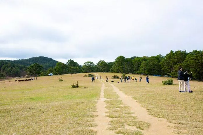 Cây thông cô đơn (Nguồn: Trường Vũ Trần)