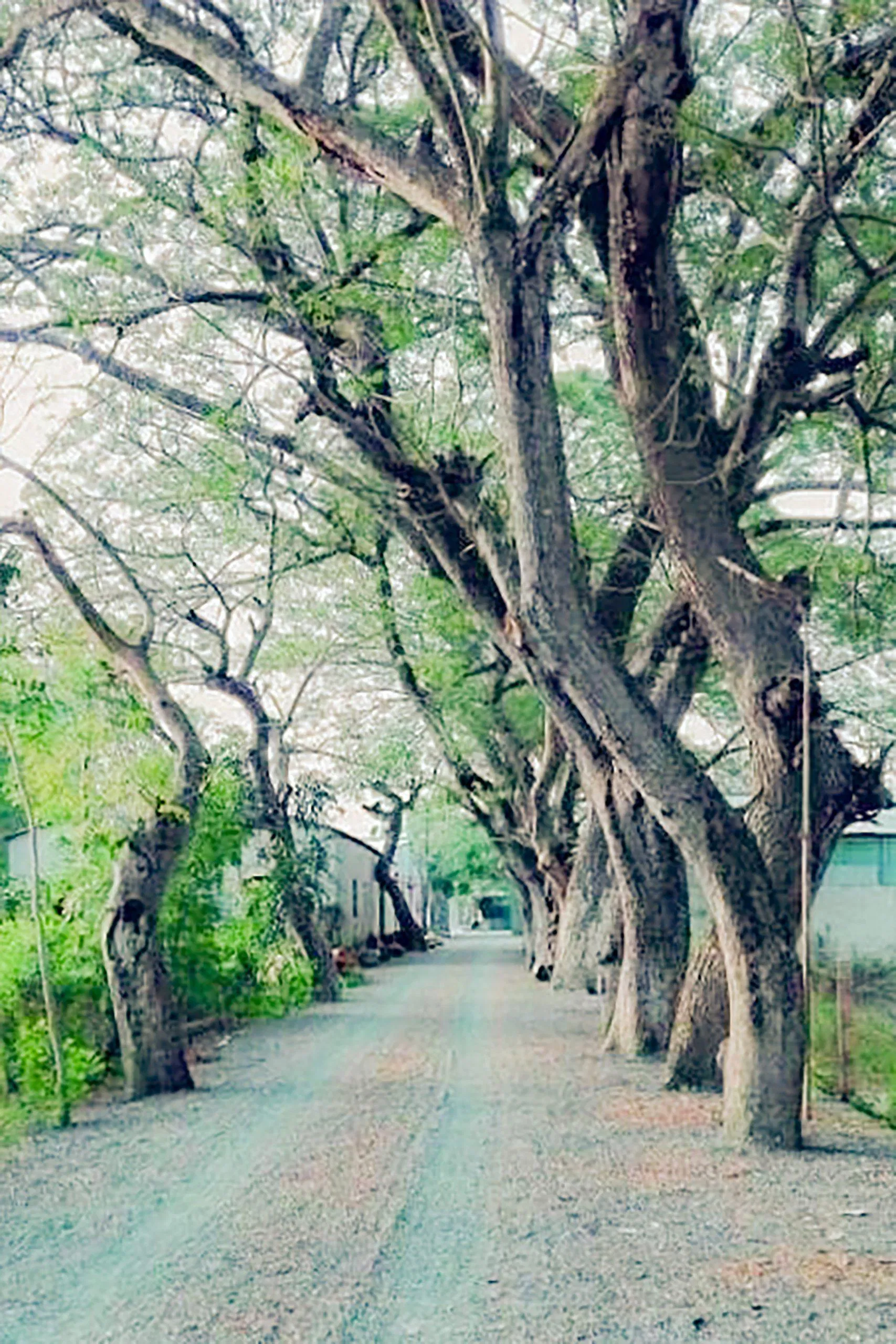 Hàng còng tại chùa Krăng Krốch (ảnh: Trường Vũ Trần)