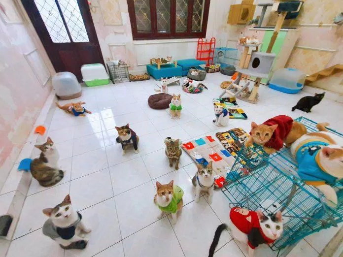 Hà Nội Adoption (Nguồn: Internet).