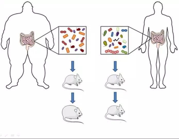 Thí nghiệm cấy vi sinh vào chuột làm cho chúng bị béo phì (Ảnh: Internet).