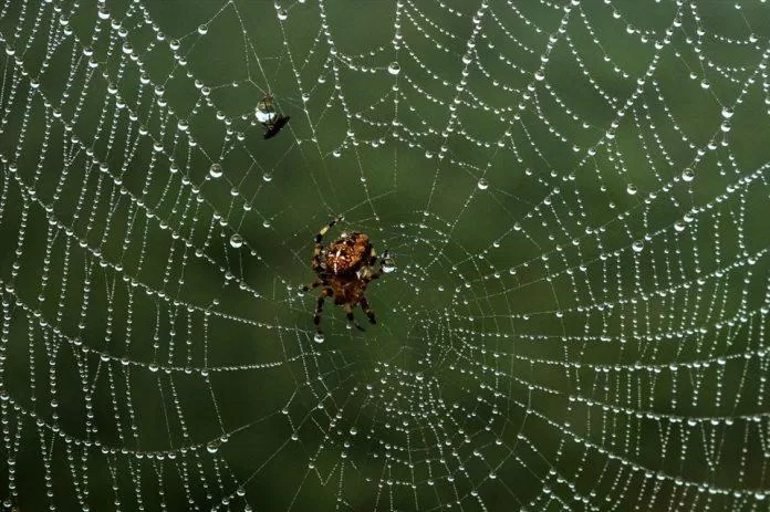 Tơ nhện mong manh nhưng còn mạnh hơn cả sắt thép (Ảnh: Internet)
