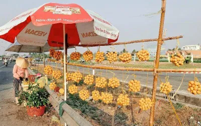 Quả thanh trà thường xuất hiện vào tháng 3-4 hàng năm. (Ảnh: Internet) Quả thanh trà thường xuất hiện vào tháng 3-4 hàng năm. (Ảnh: Internet)