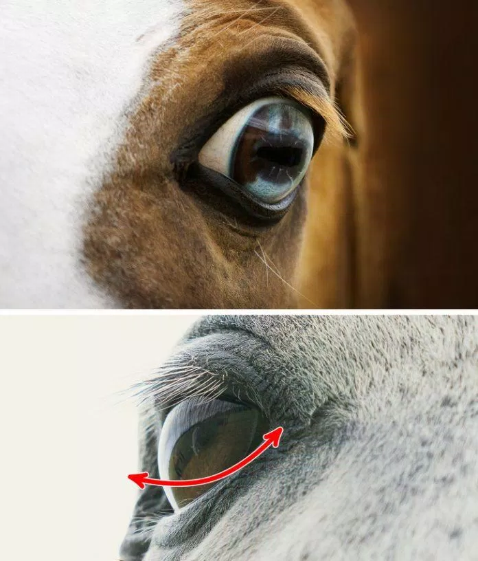 Đôi mắt siêu to của loài ngựa (Ảnh: Internet)