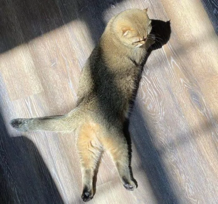 Cho mèo phơi nắng (Ảnh: internet).