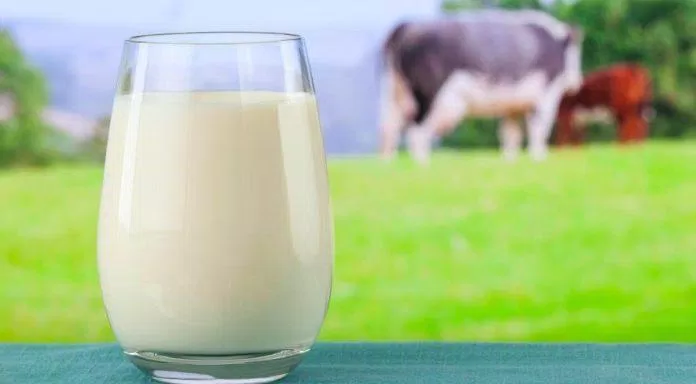 Sữa động vật chứa choline (Nguồn: Internet)