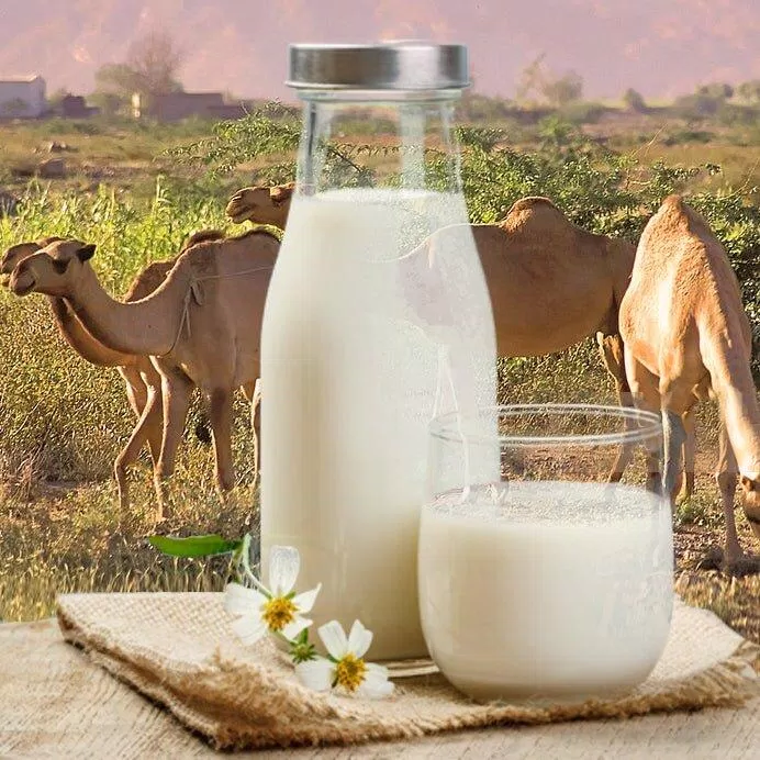 Sữa lạc đà có nhiều dinh dưỡng (Ảnh: Internet).