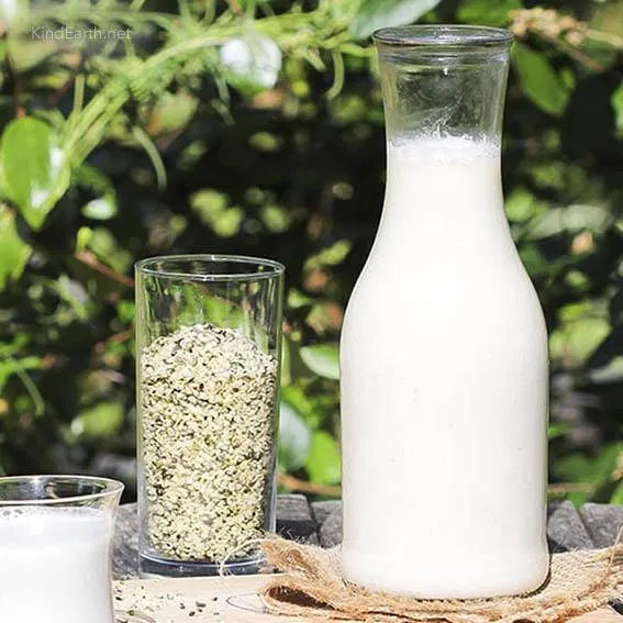 Sữa được làm từ hạt cây gai dầu (Ảnh: Internet). Sữa được làm từ hạt cây gai dầu (Ảnh: Internet).