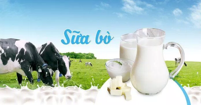 Sữa bò nhiều dinh dưỡng nhưng cũng nhiều chất béo (Ảnh: Internet).