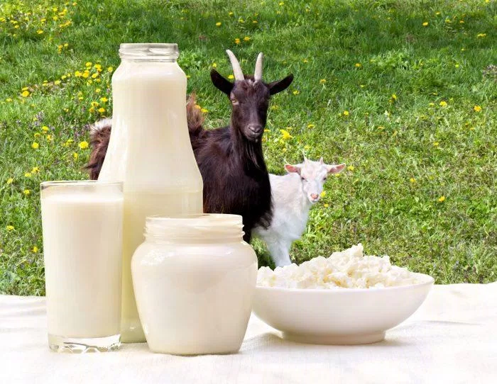 Sữa dê chứa nhiều chất béo (Ảnh: Internet).