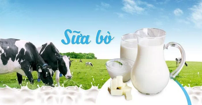 Sữa bò nhiều dinh dưỡng nhưng cũng nhiều chất béo (Ảnh: Internet).