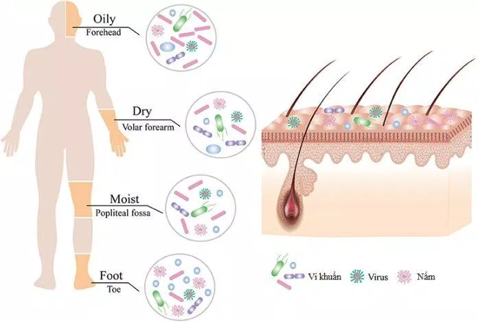 Có rất nhiều vi sinh vật sống trên da của chúng ta (Ảnh: Internet).