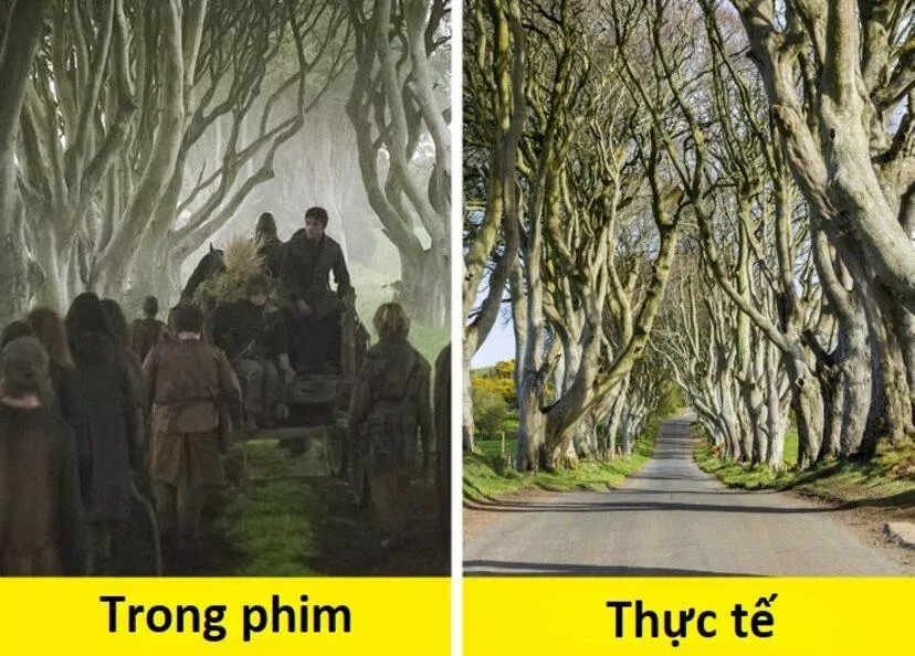 The Dark Hedges, Bắc Ireland (Ảnh: Internet)