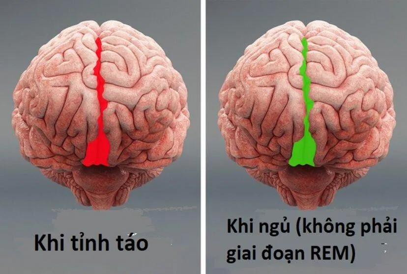 Sự thật về cơ thể con người (Ảnh: Internet)