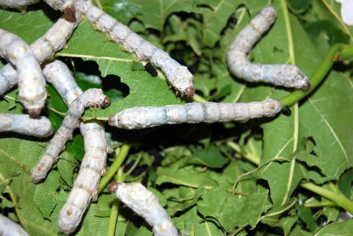 Tằm Bombyx mori (Nguồn: Internet).