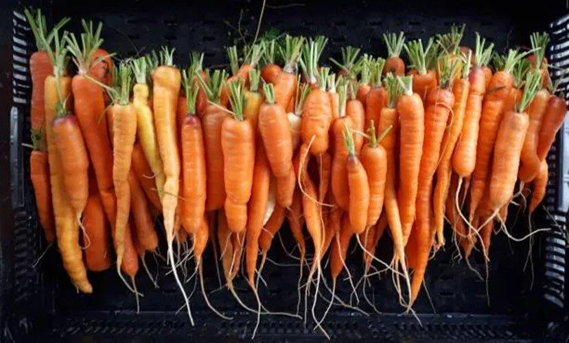 Đặc tính khử khuẩn của cà rốt giúp ngăn chặn một số bệnh nguy hiểm (Ảnh: Internet) Đặc tính khử khuẩn của cà rốt giúp ngăn chặn một số bệnh nguy hiểm (Ảnh: Internet)