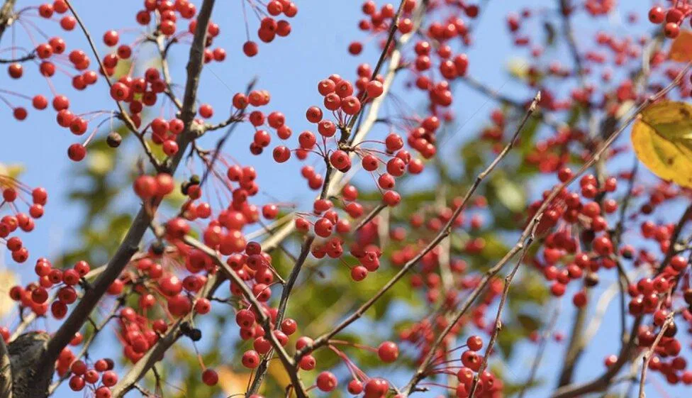 Cây đậu tương tư (Nguồn: Internet) Cây đậu tương tư (Nguồn: Internet)