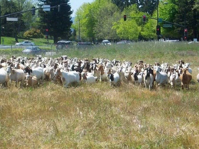 Đàn dê dọn cỏ cho Google ở Mountain View (Ảnh: Internet).
