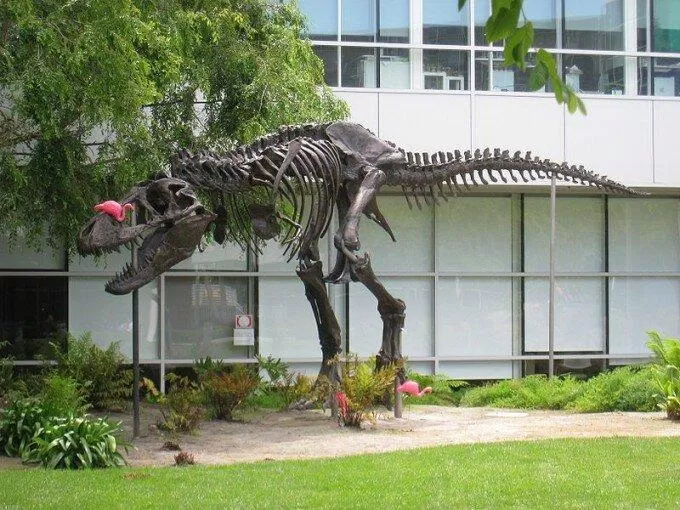 Bộ xương khủng long bạo chúa trong khuôn viên của Google (Ảnh: Internet).