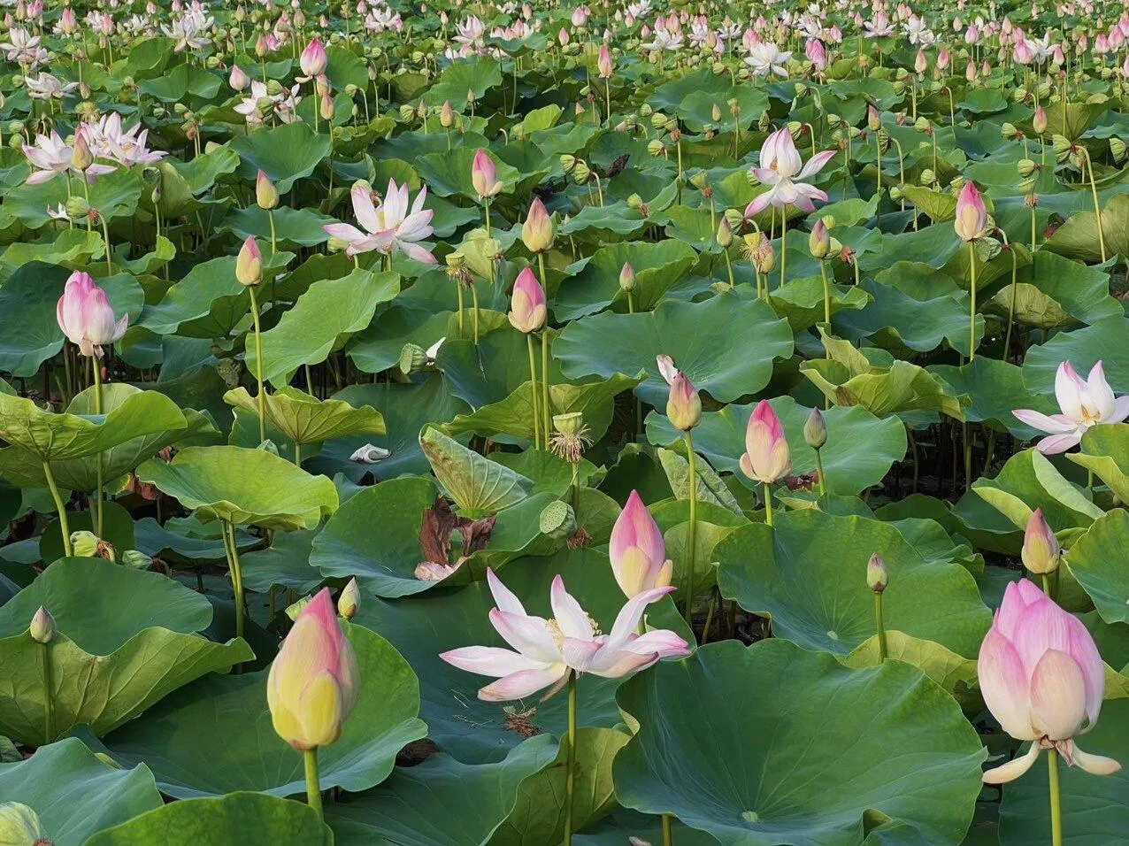 Đầm sen tại Ninh Bình rộng lớn nở rộ dịp tháng 5-7 thu hút du khách (Nguồn: BlogAnChoi) Đầm sen tại Ninh Bình rộng lớn nở rộ dịp tháng 5-7 thu hút du khách (Nguồn: BlogAnChoi)