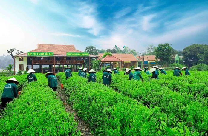 Công nhân hái chè ở đồi chè. (Ảnh: Internet)