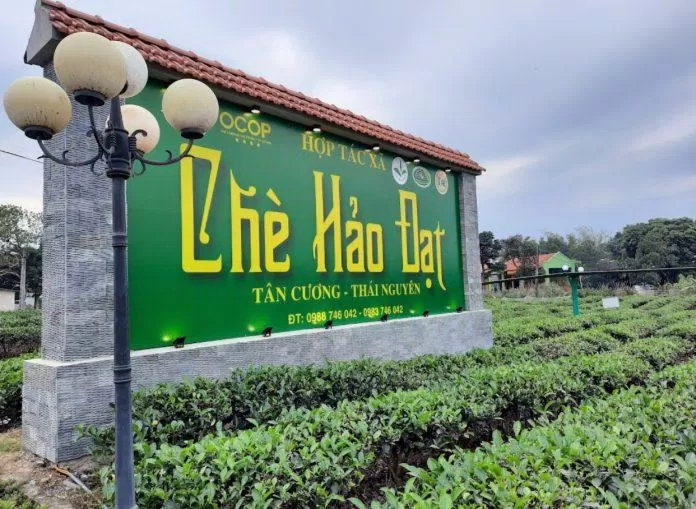 Đồi chè Hảo Đạt. (Ảnh: Internet)