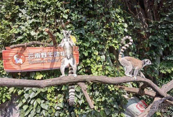 Động vật hoang dã tại công viên (Nguồn: Internet) Động vật hoang dã tại công viên (Nguồn: Internet)