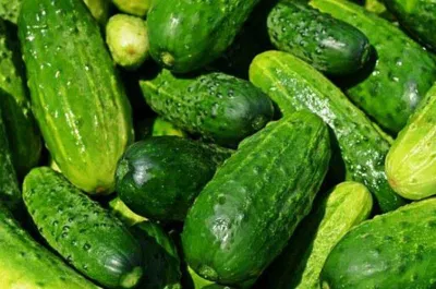 Flavonoid có trong dưa chuột giúp giảm đầy hơi hiệu quả (Nguồn: Internet) Flavonoid có trong dưa chuột giúp giảm đầy hơi hiệu quả (Nguồn: Internet)