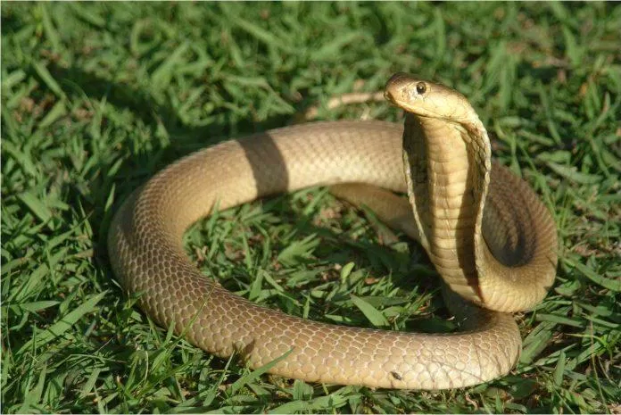 Nếu bạn là một tín đồ của thế giới động vật, hãy xem hình ảnh về những loài rắn cụ thể ở đây. Bạn sẽ được phục vụ với những hình ảnh đẹp và các chi tiết về mỗi loài rắn.