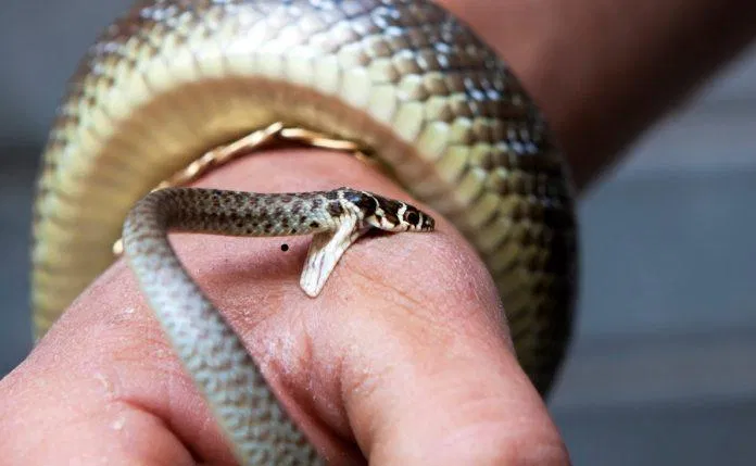 Giải mã giấc mơ thấy rắn cụ thể từng tình huống, là điềm báo gì cho tương lai? - BlogAnChoi