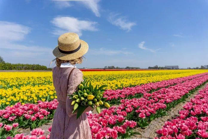 Hoa tulip là biểu tượng của Hà Lan (Nguồn: Internet)