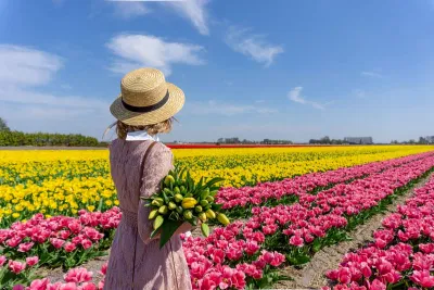 Hoa tulip là biểu tượng của Hà Lan (Nguồn: Internet) Hoa tulip là biểu tượng của Hà Lan (Nguồn: Internet)